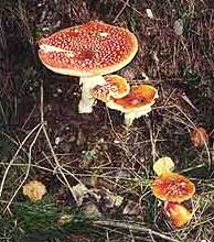 Pilz Pilz